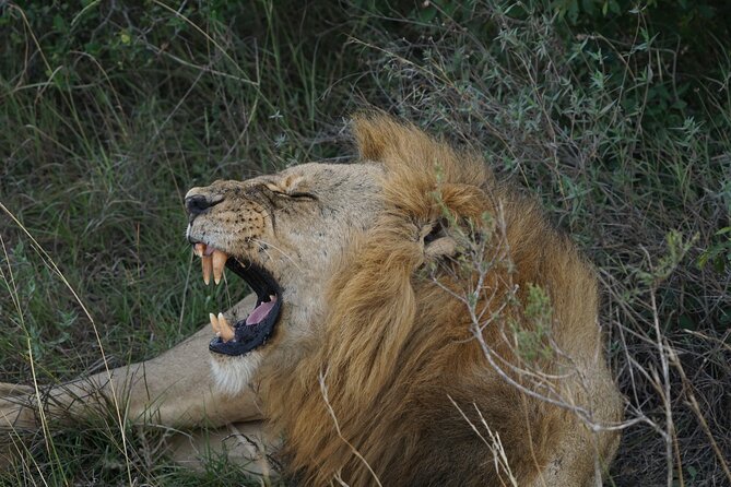 Nairobi National Park, Elephant Orphanage and Giraffe Center Tour - Nairobi National Park makes a city stay feel like a safari