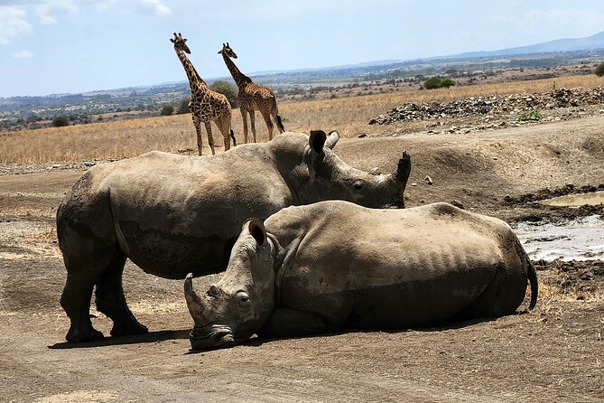 Nairobi National Park, Elephant Orphanage and Giraffe Center Tour - The Giraffe Centre and Rothschild’s giraffe