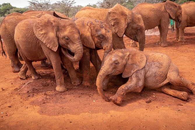 Nairobi National Park, Elephant Orphanage and Giraffe Centre - Meeting the baby elephants at David Sheldrick Wildlife Trust
