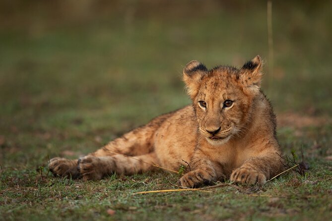 Nairobi National Park, Elephant Orphanage and Giraffe Centre - Kazuri Beads Factory and the lunch pause