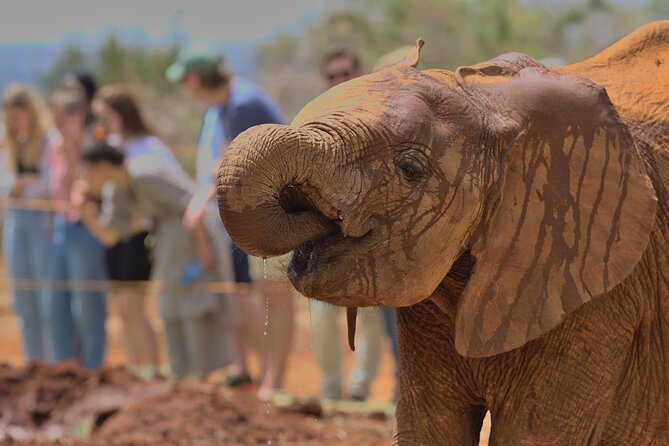 Nairobi National Park, Elephant Orphanage and Giraffe Centre - What the $40 price really covers