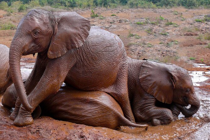 Nairobi National Park, Elephant Orphanage and Giraffe Centre - Timing, transport, and comfort