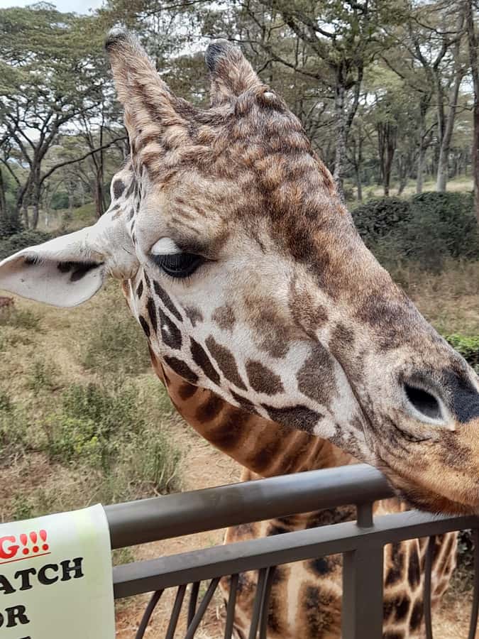 Nairobi: National Park, Elephant Orphanage, and Giraffe Tour - Should you book it?