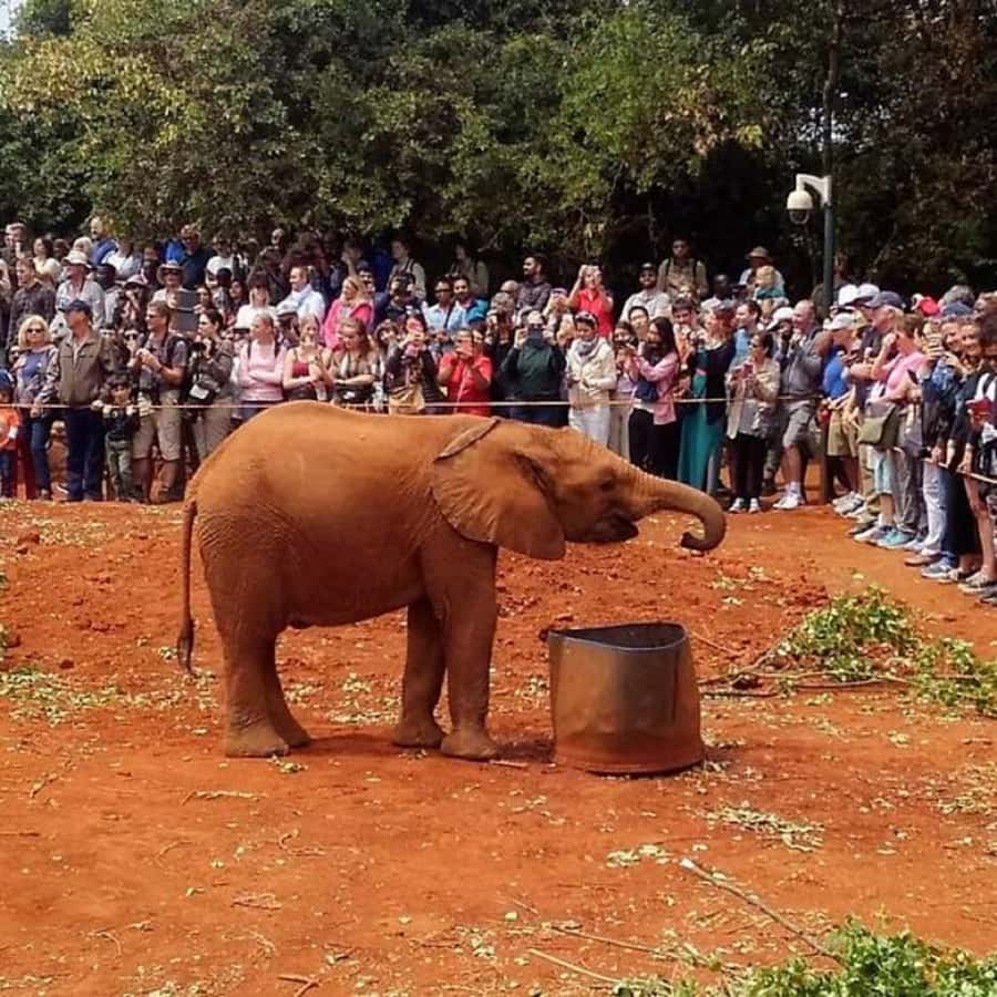 Nairobi: National Park, Elephant Orphanage, and Giraffe Tour - A 3.5-hour game drive needs patience