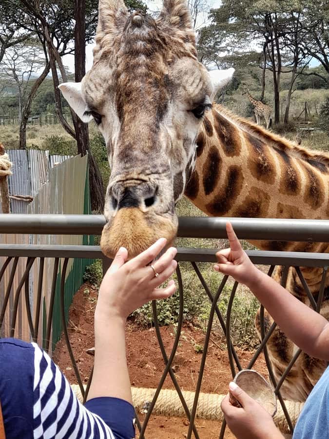 Nairobi: National Park, Elephant Orphanage, and Giraffe Tour - What the $80 price really buys you