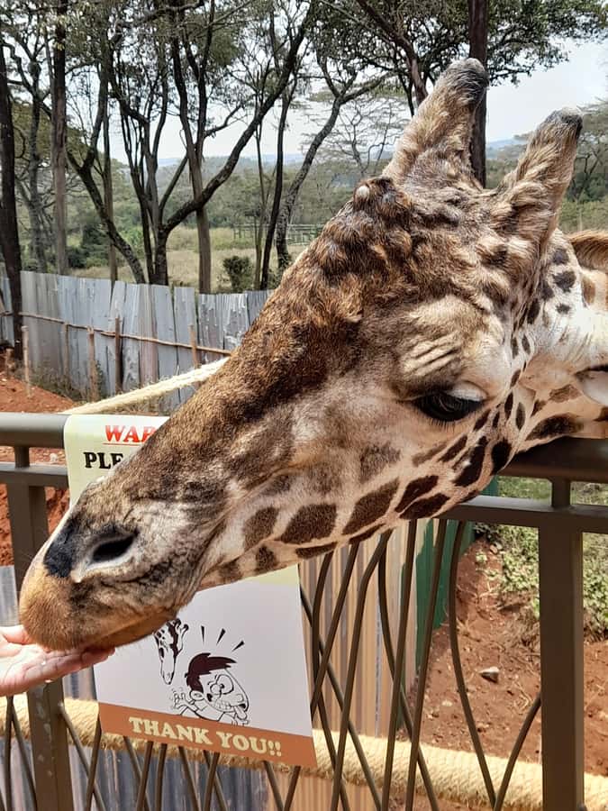 Nairobi: National Park, Elephant Orphanage, and Giraffe Tour - Who will enjoy this Nairobi tour most