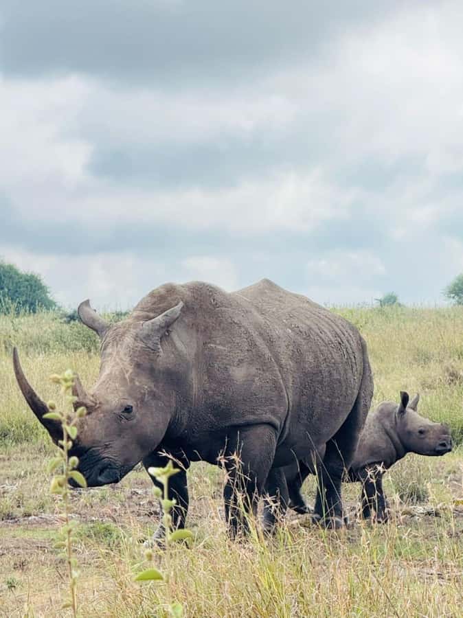 Nairobi: National Park, Elephant Orphanage & Giraffe Center - Should you book it?
