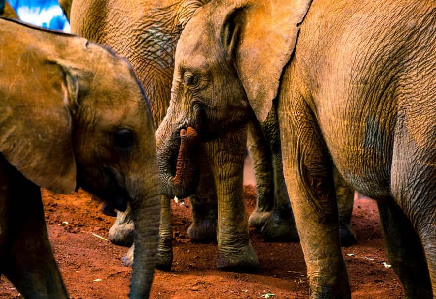 Nairobi: National Park, Elephant Orphanage & Giraffe Center - Why Nairobi National Park makes this tour unusual