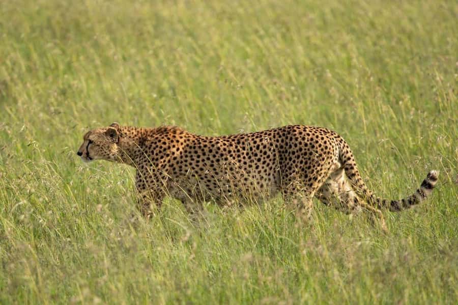Nairobi: National Park, Elephant Orphanage & Giraffe Center - What the price really means