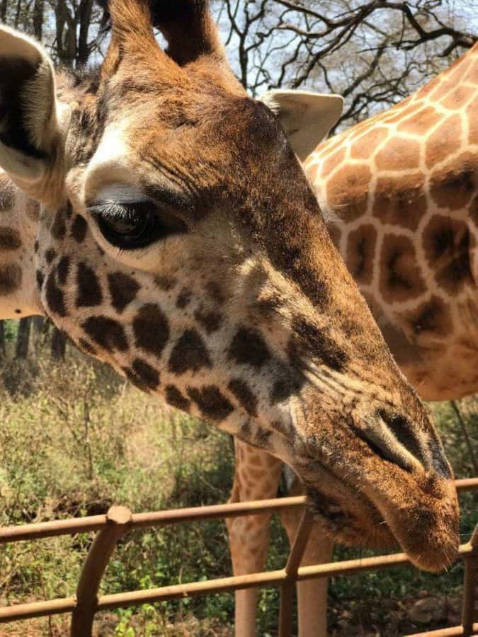 Nairobi: National Park, Elephant Orphanage & Giraffe Center - Who should book this Nairobi day tour?