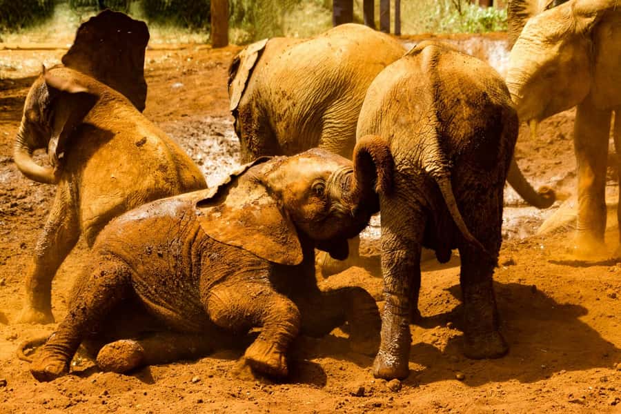 Nairobi: National Park, Elephant Orphanage, & Giraffe Center - The David Sheldrick Wildlife Trust and rescued elephants