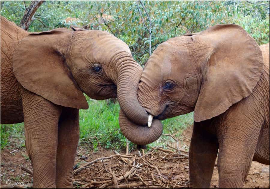 Nairobi: National Park, Elephant Orphanage, & Giraffe Centre - Why this Nairobi day works so well