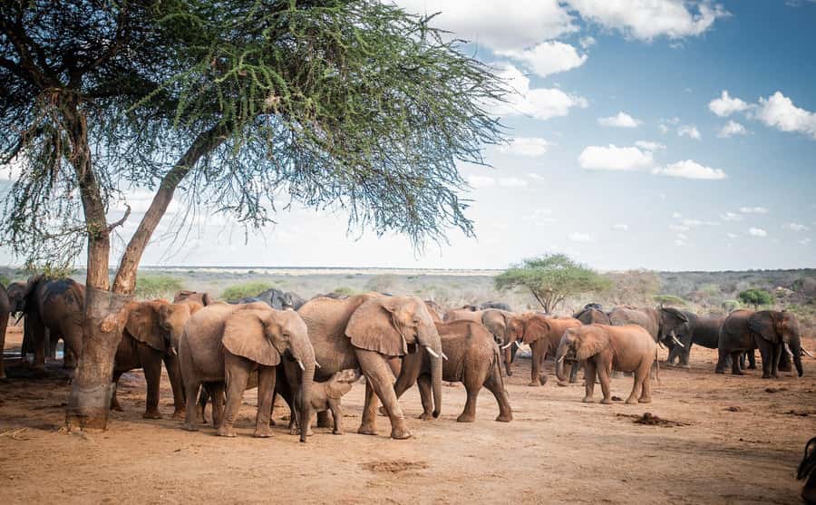 Nairobi: National Park, Elephant Orphanage, & Giraffe Centre - Nairobi National Park, where the city gives way to wildlife