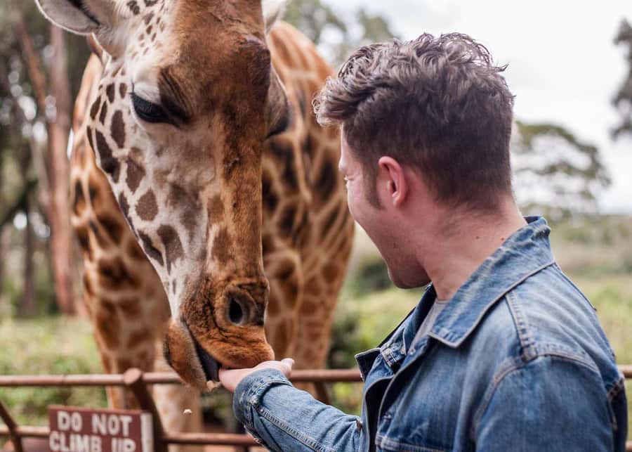Nairobi: National Park, Elephant Orphanage, & Giraffe Centre - Meeting Rothschild giraffes at the Giraffe Centre