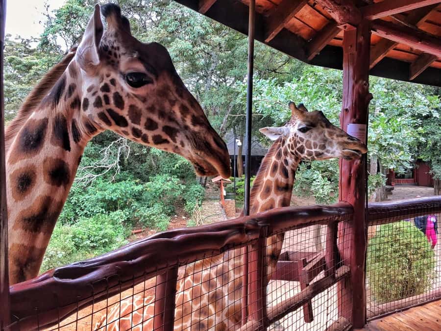 Nairobi: National Park, Elephant Orphanage, & Giraffe Centre - Kazuri or Kobe beads for a handmade souvenir