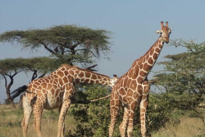 Nairobi National Park, Elephant Orphanage, Giraffe Centre Tour - Feeding giraffes at the Giraffe Centre