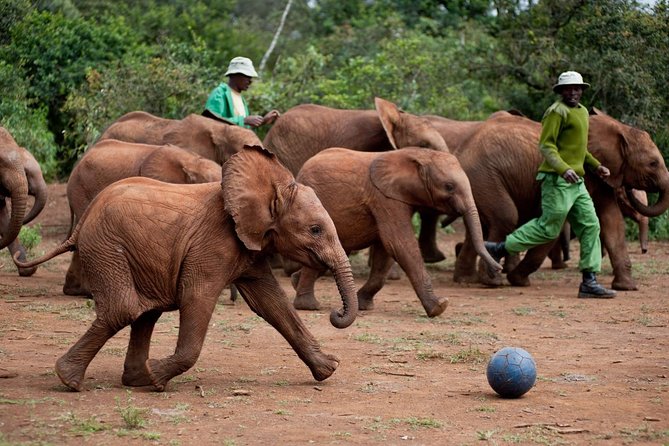 Nairobi National Park, Elephant Orphanage, Giraffe Centre Tour - Karen Blixen Museum for a change of pace