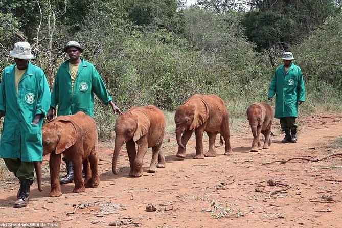 Nairobi National Park, Elephant Orphanage, Giraffe Centre Tour - Who will enjoy this Nairobi day tour