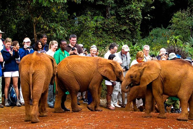 Nairobi National Park, Elephant Orphanage, Giraffe Centre Tour - Rhinos, lions, and the value of a city safari