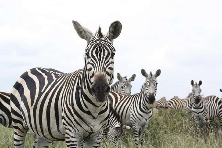 Nairobi: National Park, Elephant Orphanage & Giraffe Tour - Feeding Rothschild giraffes at the Giraffe Centre