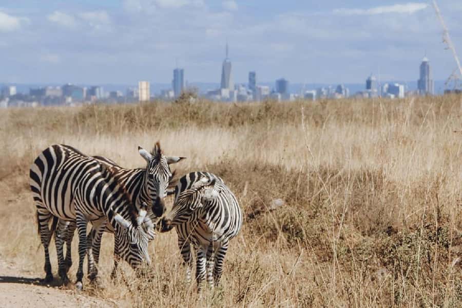 Nairobi: National Park, Elephant Orphanage & Giraffe Tour - Transport, guides, and the rhythm of the day