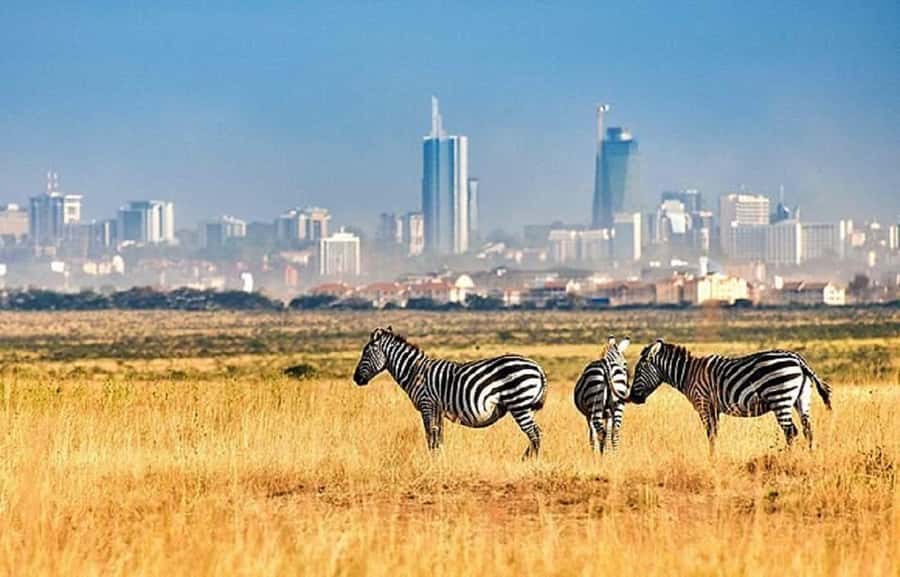 Nairobi: National Park, Elephant Orphanage & Giraffe Tour - The value of $32 per person