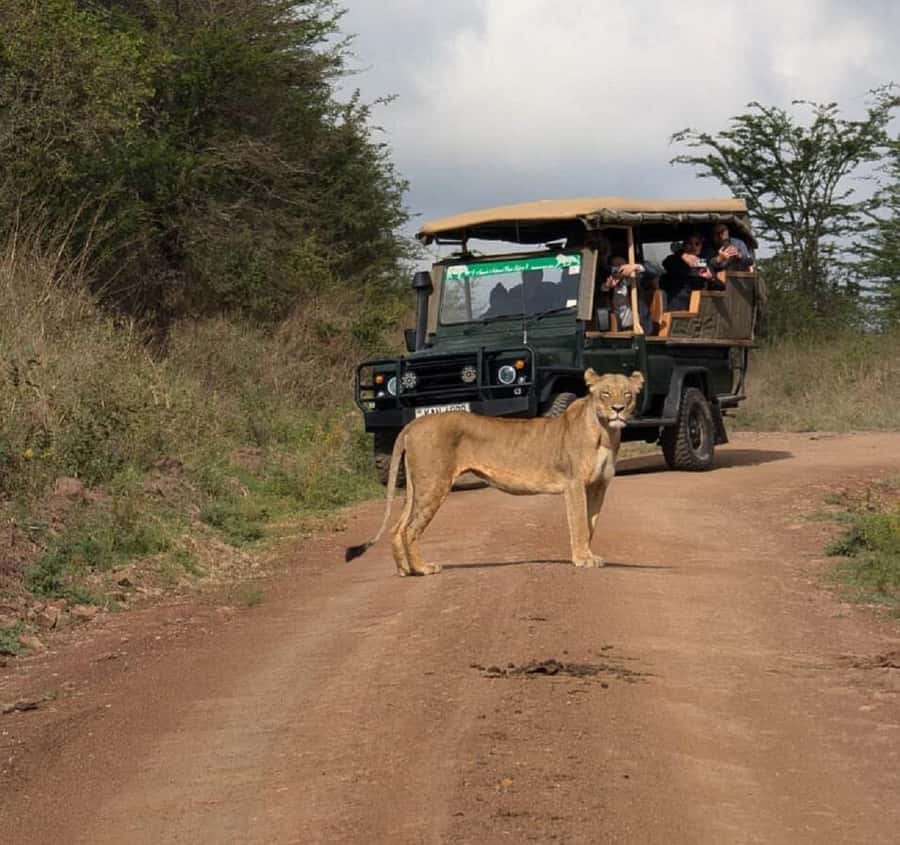 Nairobi: National Park, Elephant Orphanage & Giraffe Tour - Nairobi National Park: four hours of wildlife near the city