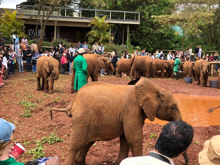 Nairobi; National Park, Elephant Sanctuary & Giraffe Center. - Key points at a glance
