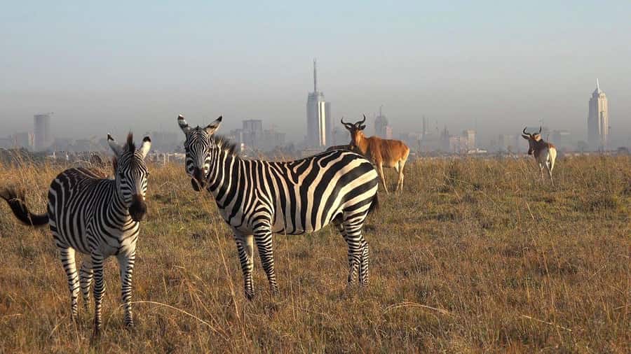 Nairobi; National Park, Elephant Sanctuary & Giraffe Center. - Why this Nairobi day works so well