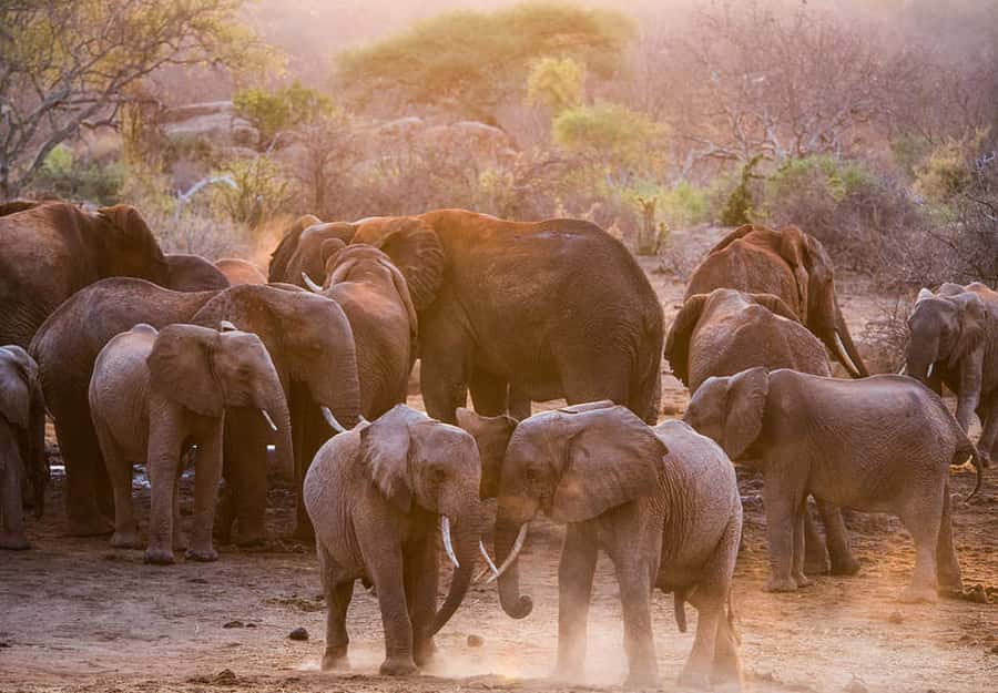 Nairobi; National Park, Elephant Sanctuary & Giraffe Center. - A simple lunch break in Nairobi County