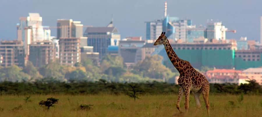 Nairobi; National Park, Elephant Sanctuary & Giraffe Center. - Feeding Rothschild giraffes at the Giraffe Centre