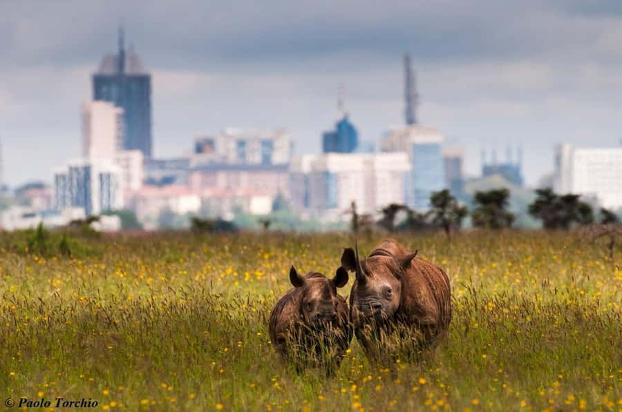Nairobi; National Park, Elephant Sanctuary & Giraffe Center. - What the $40 price really means