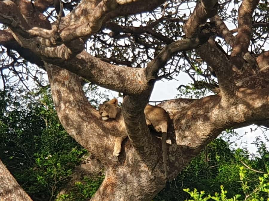 Nairobi; National Park, Elephant Sanctuary & Giraffe Center. - Who should book this day?