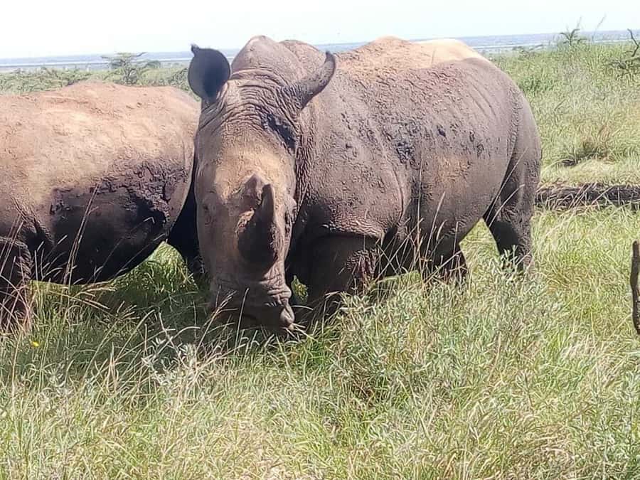 Nairobi National Park, Elephants, Giraffes & Bomas Day Trip - Key points to know before booking