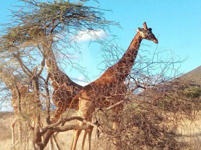 Nairobi National Park, Elephants, Giraffes & Bomas Day Trip