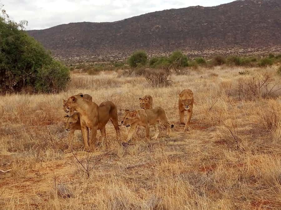 Nairobi National Park, Elephants, Giraffes & Bomas Day Trip - What the $100 price includes, and what it does not
