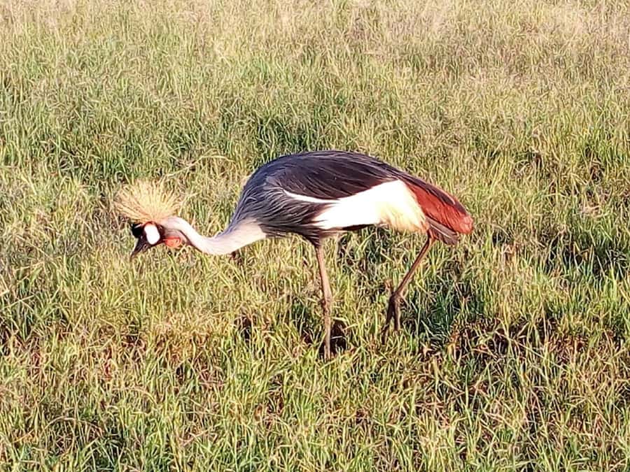 Nairobi National Park, Elephants, Giraffes & Bomas Day Trip - Transport, communication, and group arrangements