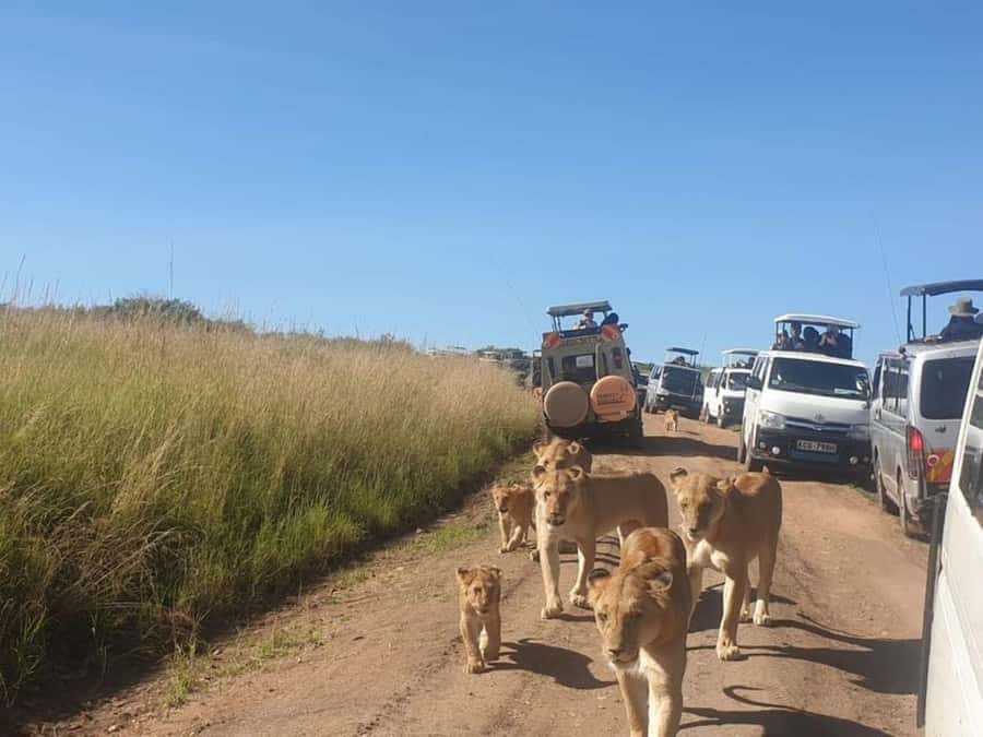 Nairobi National Park Evening Game Drive - Nairobi’s unusual safari setting