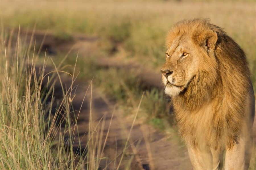 Nairobi National Park Evening Game Drive - Animals you have a real chance to find