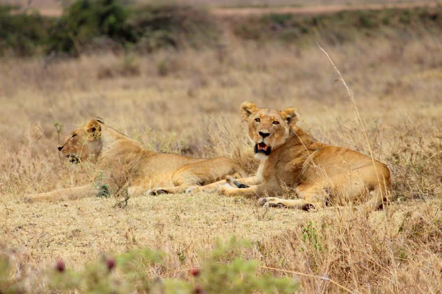 Nairobi National Park Evening Game Drive - The cancellation and reliability questions to ask