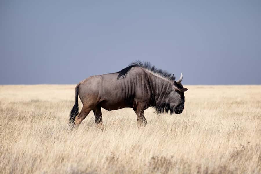 Nairobi National Park: Free WIFI connection - Key points to know before booking