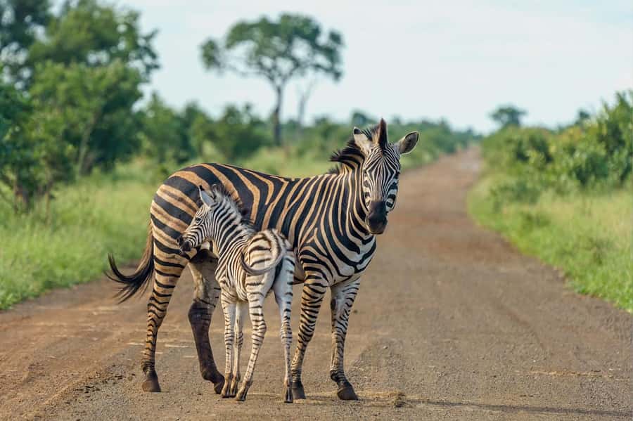 Nairobi National Park: Free WIFI connection - Four hours searching for Nairobi’s wild animals