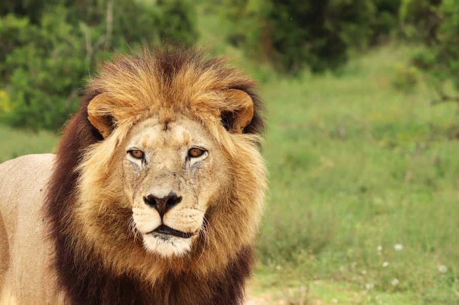 Nairobi National Park: Free WIFI connection - Starting with pickup in Nairobi