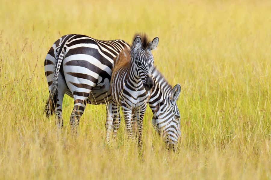 Nairobi National Park: Free WIFI connection - Accessibility, language, and booking flexibility