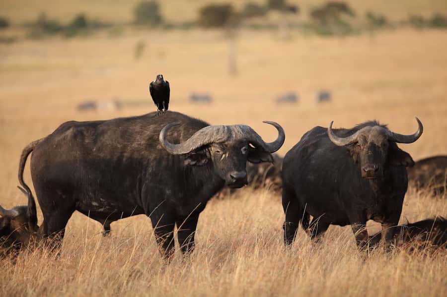 Nairobi National Park: Free WIFI connection - Who will get the most from this tour
