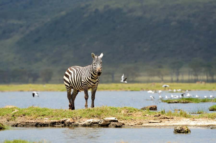 Nairobi National Park: Free WIFI connection - Should you book this Nairobi safari?