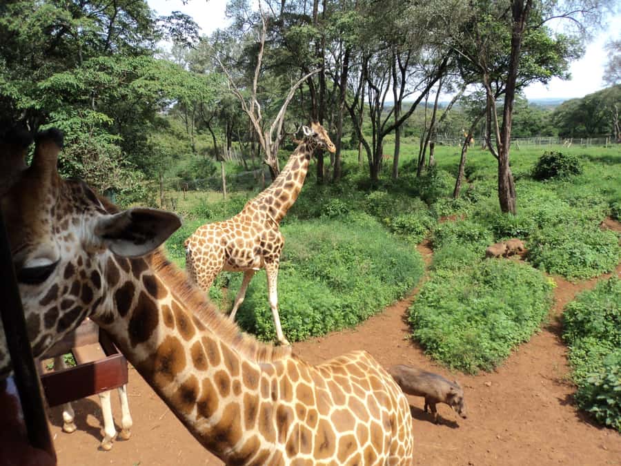 Nairobi National Park Full-Day Tour: Private 4WD with Guide - Key points to know before booking