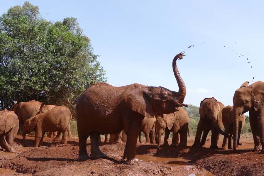 Nairobi National Park Full-Day Tour: Private 4WD with Guide - Seeing wildlife with Nairobi in the background