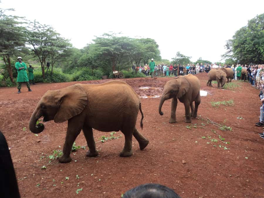 Nairobi National Park Full-Day Tour: Private 4WD with Guide - Feeding giraffes at the Giraffe Centre