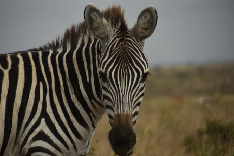 Nairobi National Park Full-Day Tour: Private 4WD with Guide - Lunch at Carnivore Restaurant